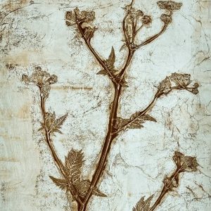 Workshop botanical printing